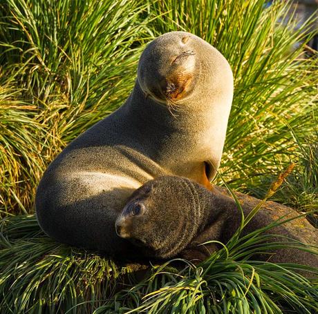 ANTARCTIC CRUISE, Part 2: Falklands to South Georgia, Guest Post by Owen Floody