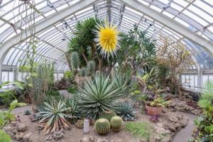 USA - Pittsburgh - Phipps Conservatory and Botanical Gardents - Desert Room_CREDIT Paul g. Wiegman - Salloum