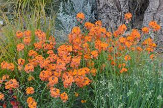 RHS Chelsea Flower Show 2015 - the damp one