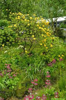 RHS Chelsea Flower Show 2015 - the damp one