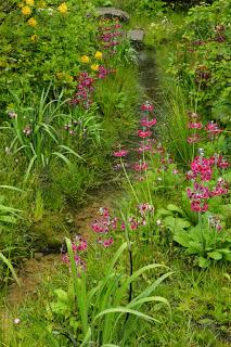 RHS Chelsea Flower Show 2015 - the damp one