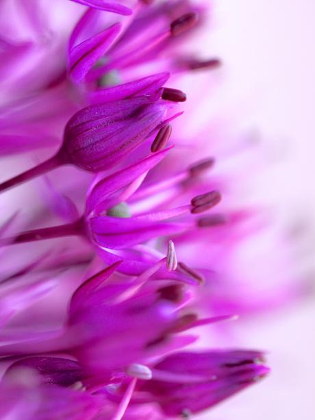 Allium-Purple-Sensation