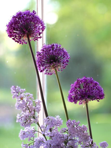 Alliums-and-Lilac