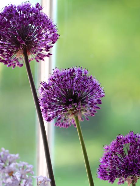 Alliums-and-Lilac