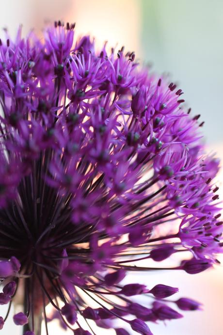 Allium-Purple-Sensation