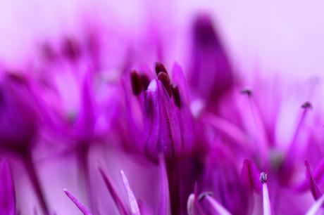 Allium-Purple-Sensation