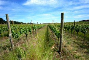 Red Thread™ | Penner-Ash Wine Cellars | Willamette Valley