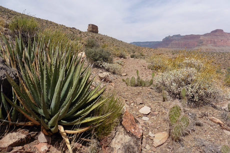 Day 50: Grand Canyon: Tonto West Trail