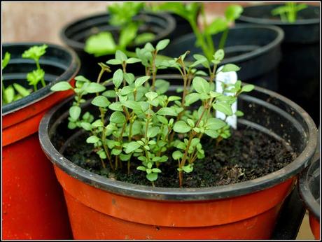 Regenerating herbs