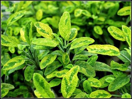 Regenerating herbs