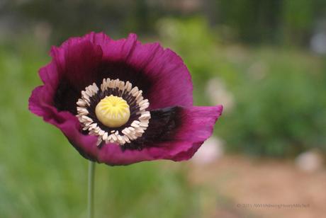 poppy flower 3