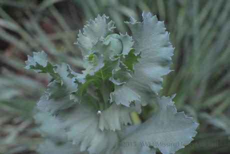 Poppy bud, May 12