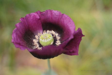 poppy day 2 3