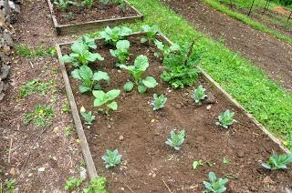 Back to the Garden -- Oh, the Excitement!