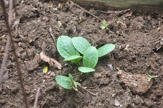 Back to the Garden -- Oh, the Excitement!