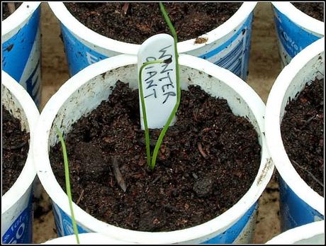 Pricking-out Leek seedlings