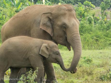 Elephant Nature Park Thailand-36