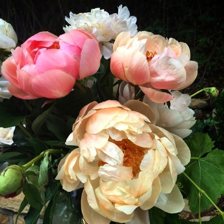 Peonies, Champagne  and Laguna Beach