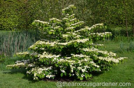 viburnum plicatum mariesii (3)