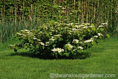 viburnum plicatum mariesii