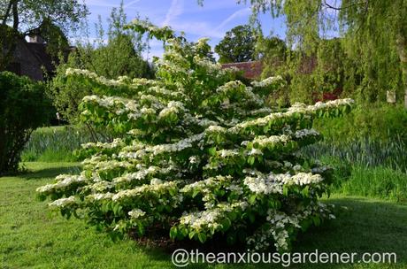 viburnum plicatum mariesii (5)