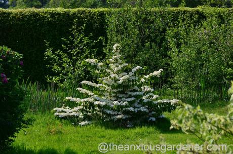 viburnum plicatum mariesii (2)