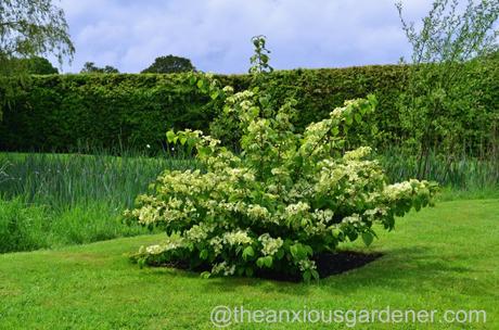 viburnum plicatum mariesii (6)