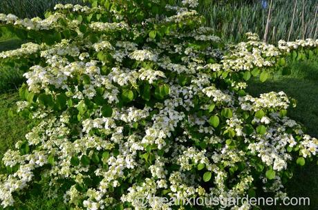 viburnum plicatum mariesii (4)