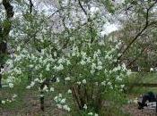 Exochorda Racemosa