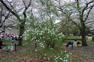 Exochorda racemosa (04/04/2015, Kyoto Botanic Gardens, Kyoto, Japan)