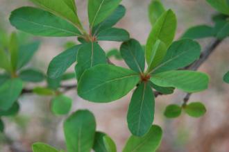 Exochorda racemosa Leaf (04/04/2015, Kyoto Botanic Gardens, Kyoto, Japan)