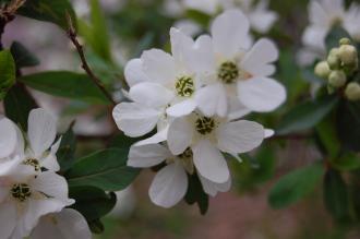 Exochorda racemosa Flower (04/04/2015, Kyoto Botanic Gardens, Kyoto, Japan)