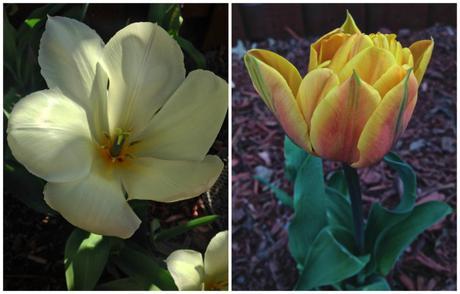 Into the Garden: Tulips 