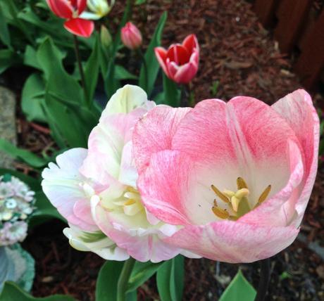 Into the Garden: Tulips
