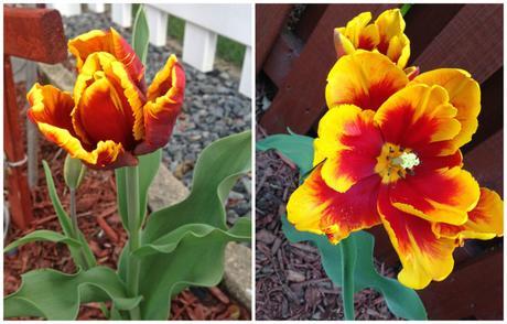 Into the Garden: Tulips 