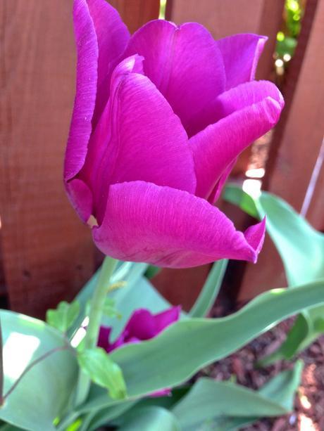 Into the Garden: Tulips