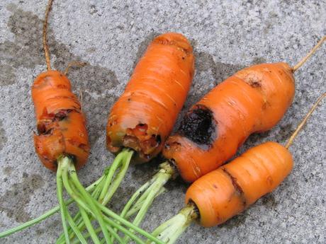 Carrot Root Fly precautions
