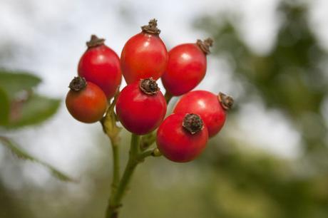 Rosehips for Sukin rosehip oil