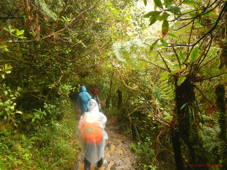 Mt. Pulag Akiki Trail