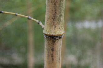 Phyllostachys bambusoides Stem (04/04/2015, Kyoto Botanic Gardens, Kyoto, Japan)