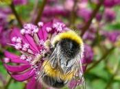 Join with Great British Count During