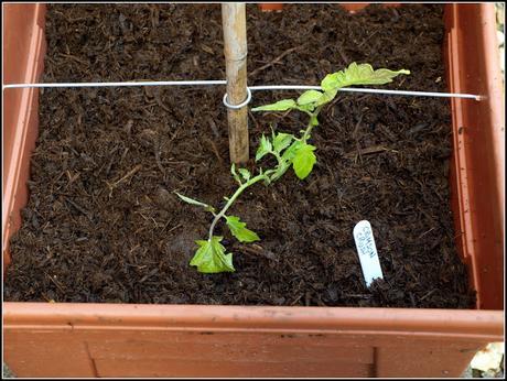 A new cane-support system