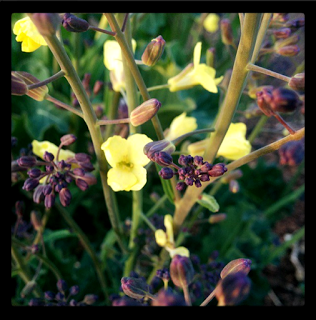 'growourown.blogspot.com' ~ an allotment blog