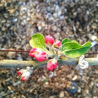 'growourown.blogspot.com' ~ an allotment blog