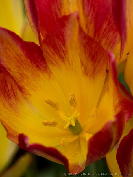Pink & Yellow Tulips © 2015 Patty Hankins