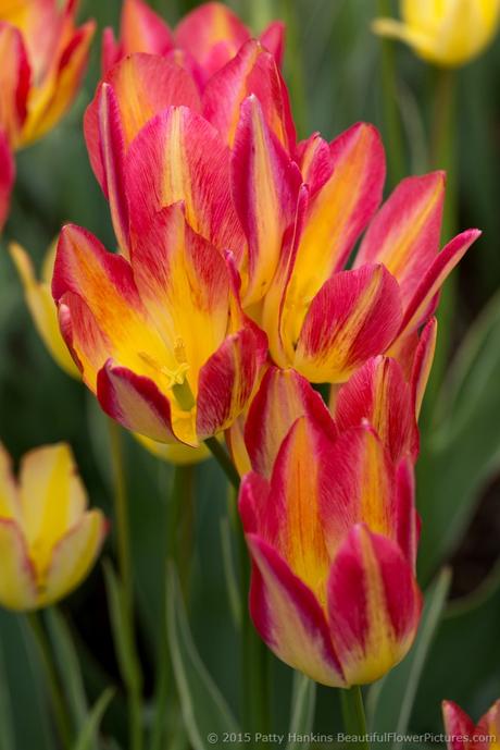 Pink & Yellow Tulips © 2015 Patty Hankins