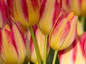 Pink Yellow Tulips