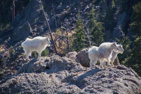 Mountain Goats in Custer State Park