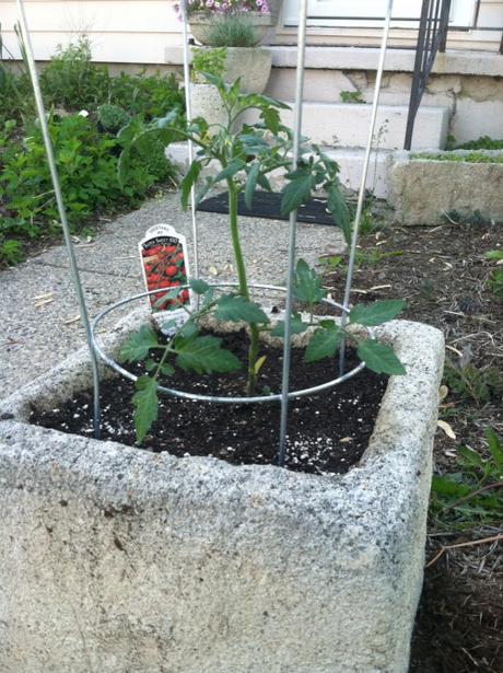 We have some great things growing at the house this year!...