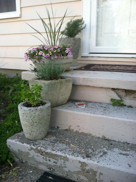 We have some great things growing at the house this year!...